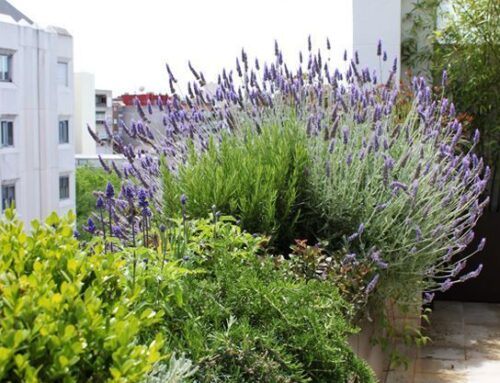 Las plantas como terapia
